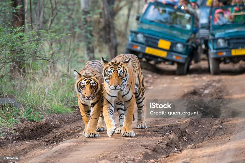 Tigers on a Ranthambore safari track