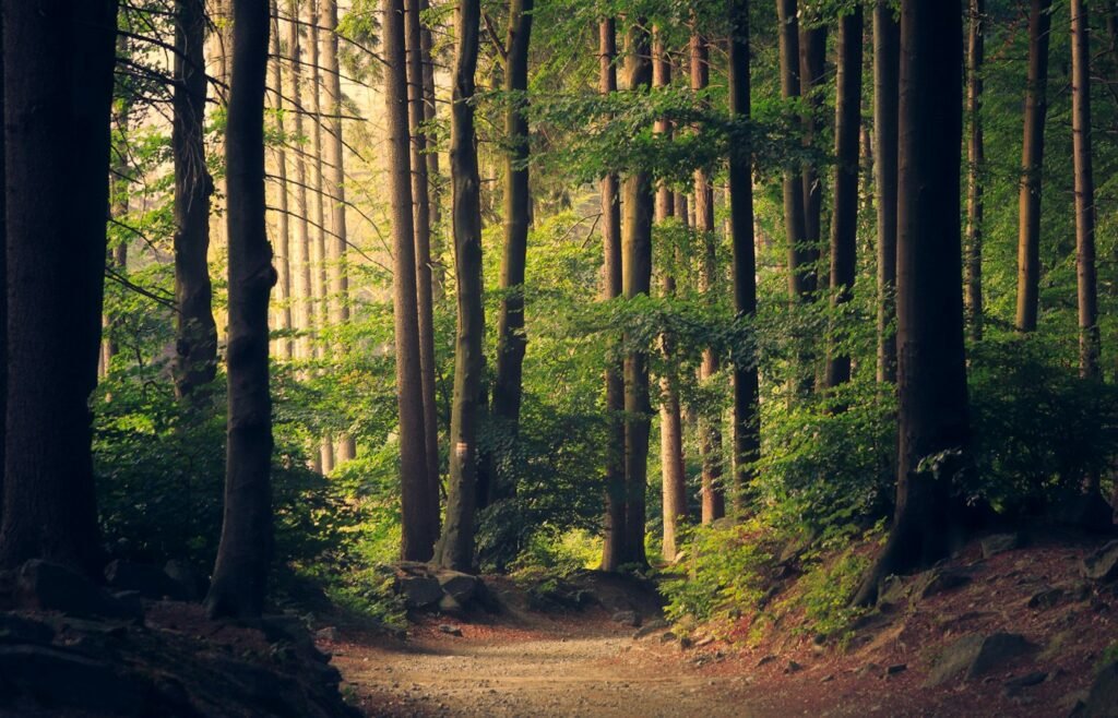 Forest around Kumbhalgarh Wildlife Sanctuary
